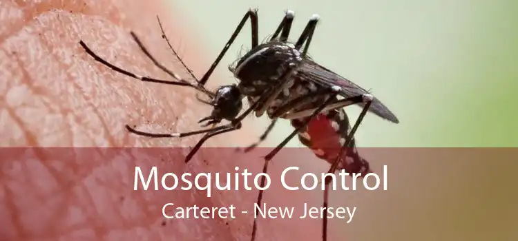 Mosquito Control Carteret - New Jersey