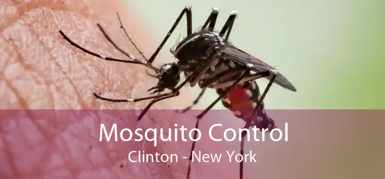 Mosquito Control Clinton - New York
