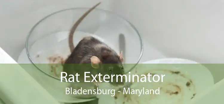Rat Exterminator Bladensburg - Maryland