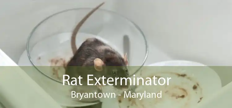 Rat Exterminator Bryantown - Maryland