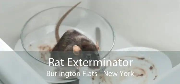 Rat Exterminator Burlington Flats - New York