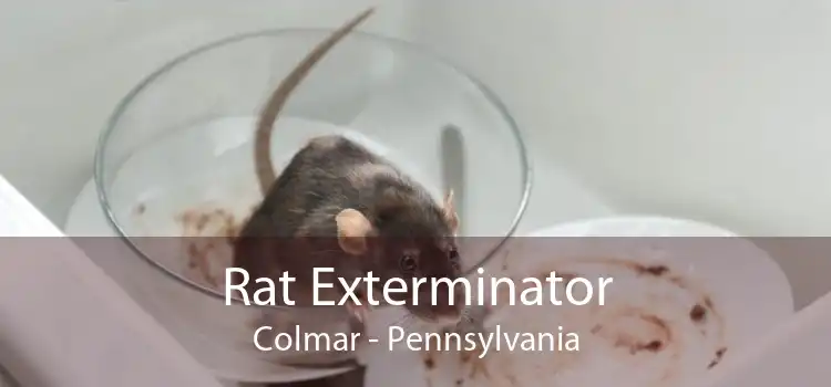 Rat Exterminator Colmar - Pennsylvania