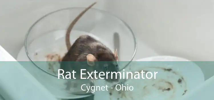 Rat Exterminator Cygnet - Ohio