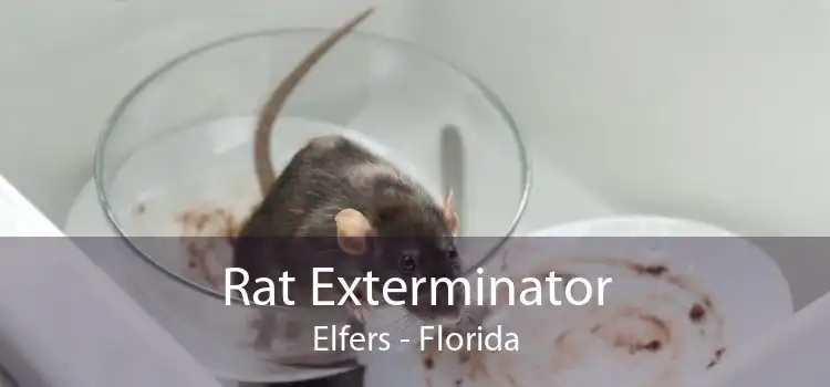 Rat Exterminator Elfers - Florida