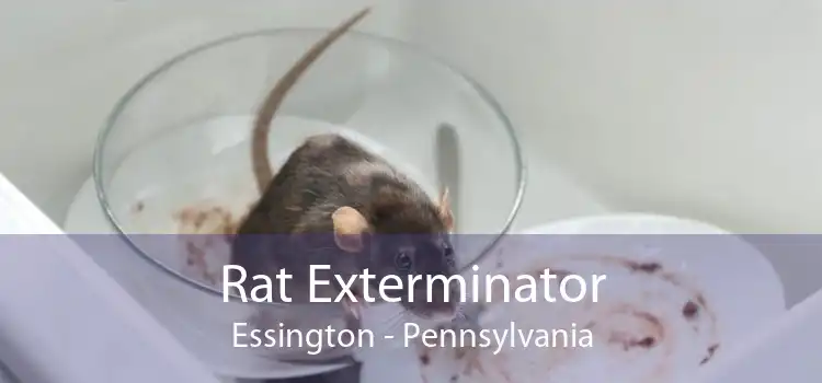 Rat Exterminator Essington - Pennsylvania