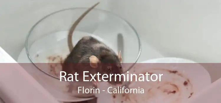 Rat Exterminator Florin - California