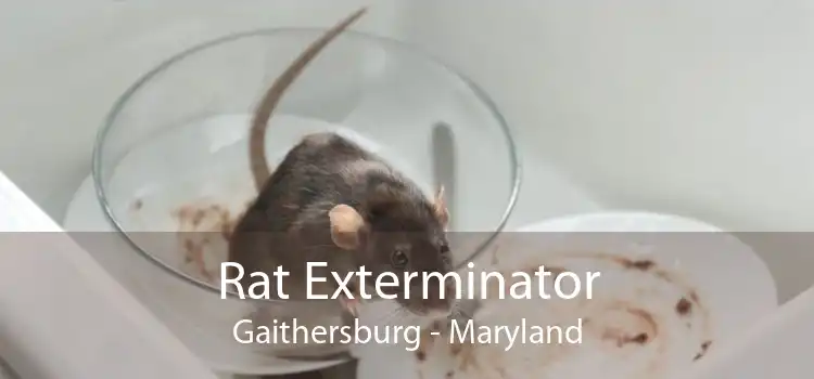 Rat Exterminator Gaithersburg - Maryland