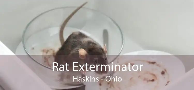 Rat Exterminator Haskins - Ohio