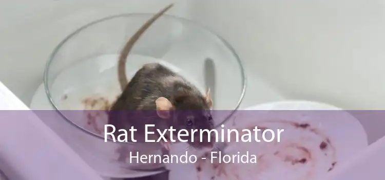 Rat Exterminator Hernando - Florida