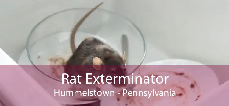 Rat Exterminator Hummelstown - Pennsylvania