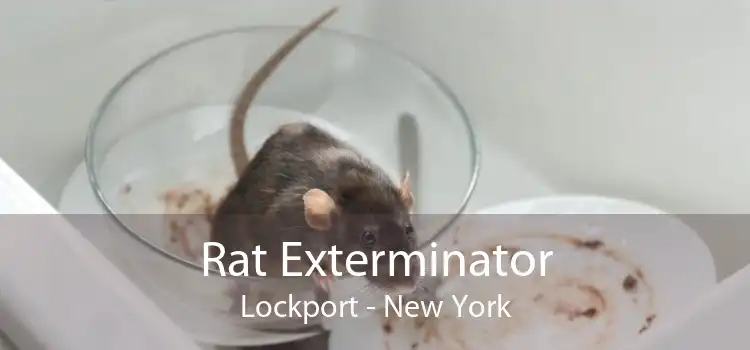 Rat Exterminator Lockport - New York