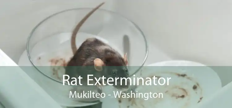 Rat Exterminator Mukilteo - Washington