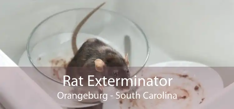 Rat Exterminator Orangeburg - South Carolina