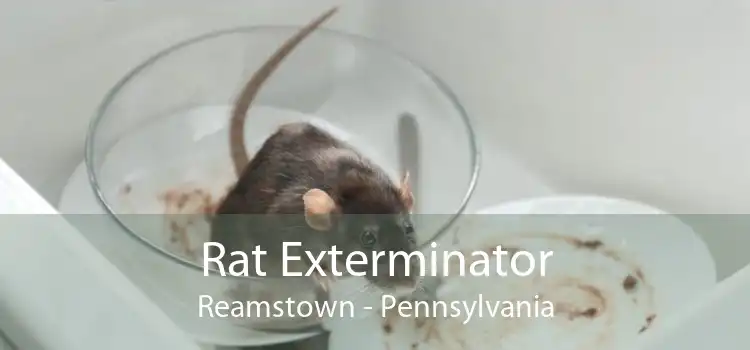 Rat Exterminator Reamstown - Pennsylvania