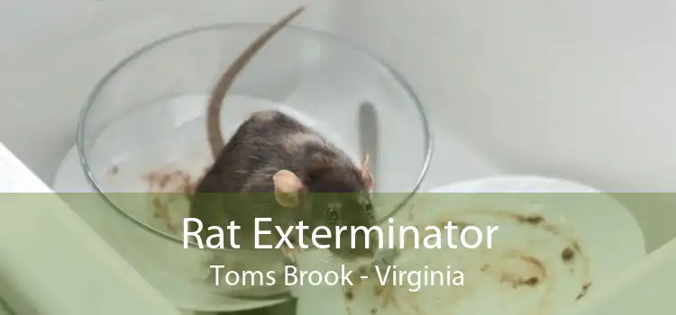 Rat Exterminator Toms Brook - Virginia