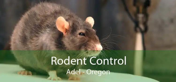 Rodent Control Adel - Oregon