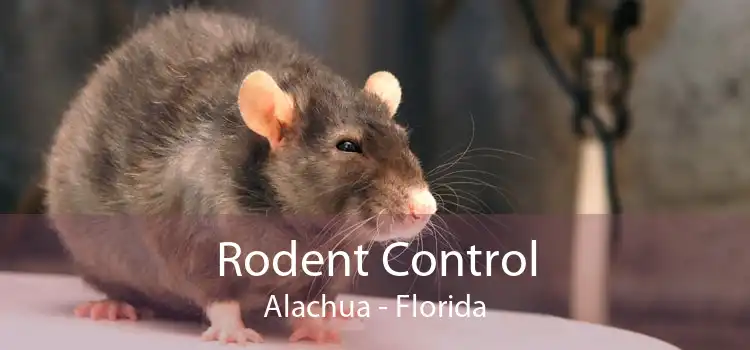 Rodent Control Alachua - Florida
