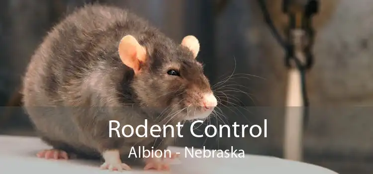 Rodent Control Albion - Nebraska