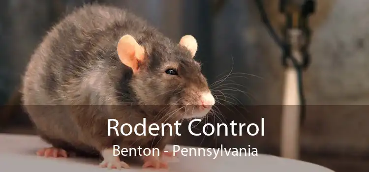 Rodent Control Benton - Pennsylvania