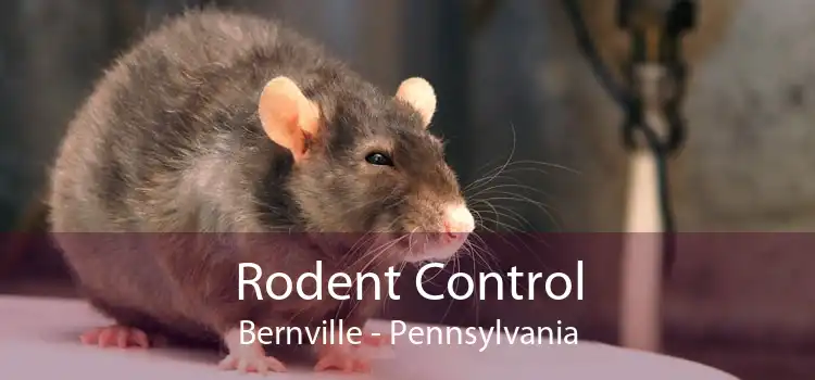Rodent Control Bernville - Pennsylvania