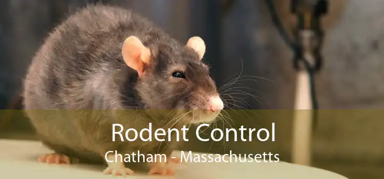 Rodent Control Chatham - Massachusetts