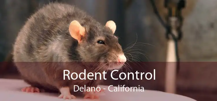 Rodent Control Delano - California