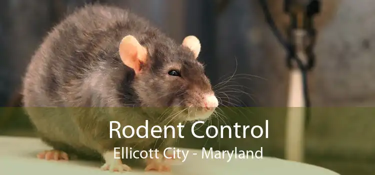 Rodent Control Ellicott City - Maryland