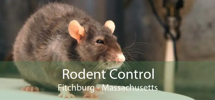 Rodent Control Fitchburg - Massachusetts