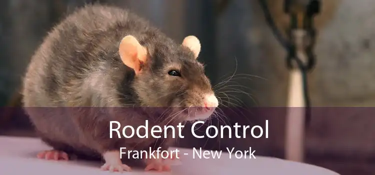 Rodent Control Frankfort - New York