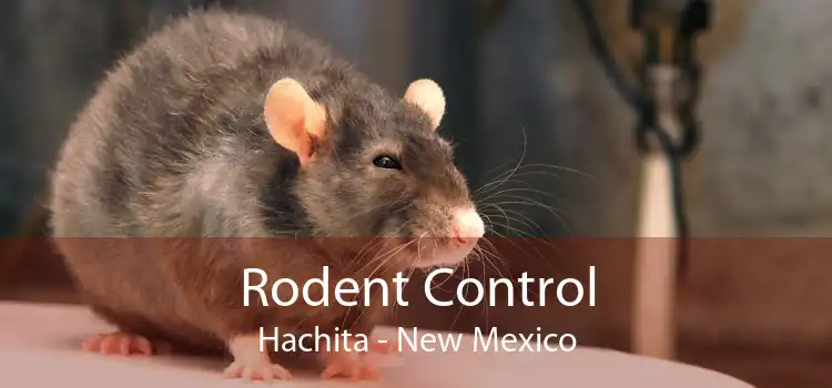 Rodent Control Hachita - New Mexico