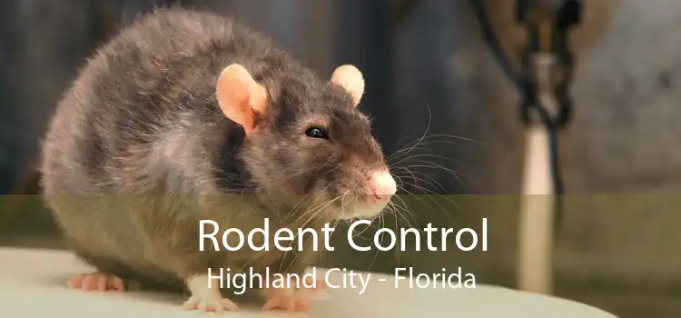 Rodent Control Highland City - Florida