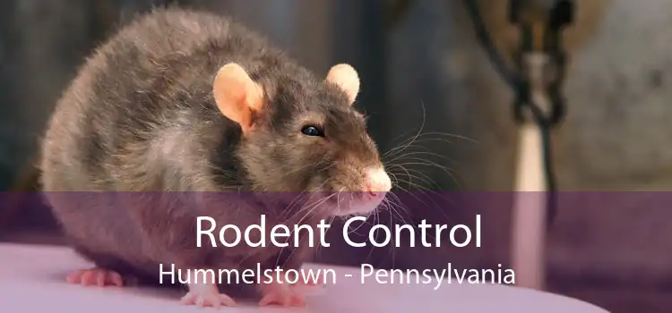 Rodent Control Hummelstown - Pennsylvania
