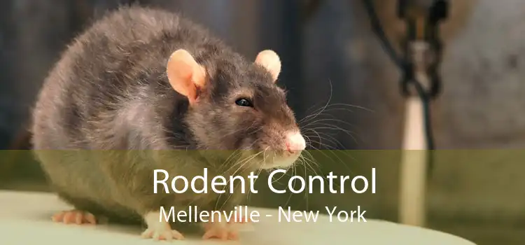 Rodent Control Mellenville - New York