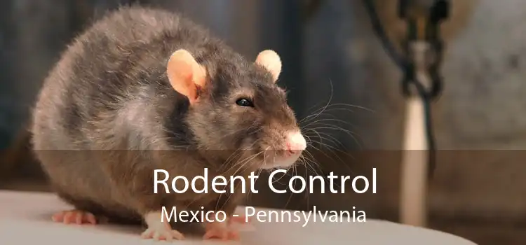 Rodent Control Mexico - Pennsylvania