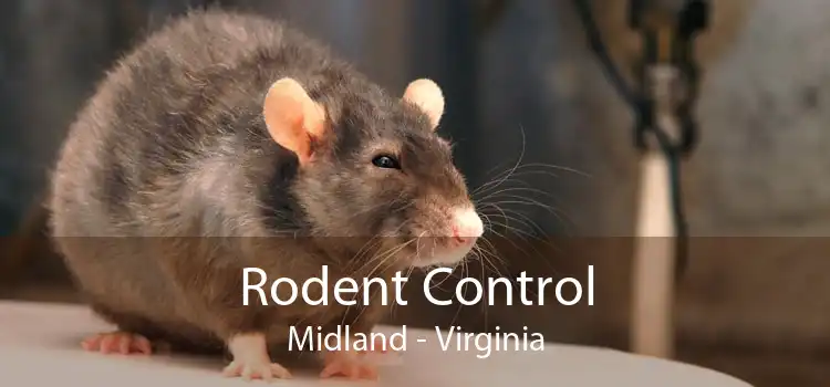 Rodent Control Midland - Virginia