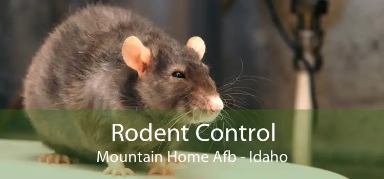 Rodent Control Mountain Home Afb - Idaho