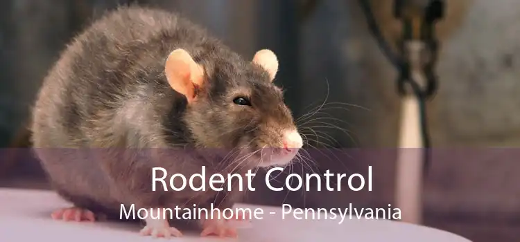 Rodent Control Mountainhome - Pennsylvania