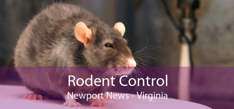 Rodent Control Newport News - Virginia