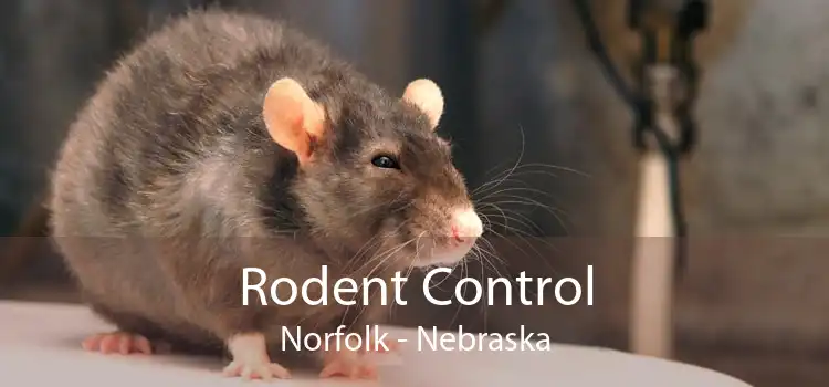 Rodent Control Norfolk - Nebraska