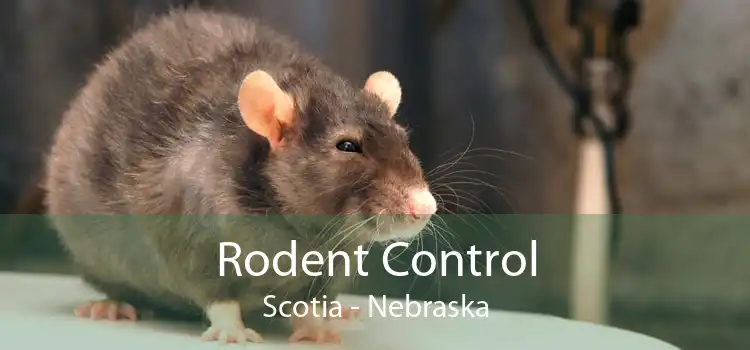 Rodent Control Scotia - Nebraska