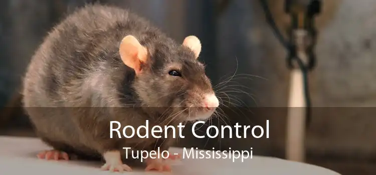 Rodent Control Tupelo - Mississippi