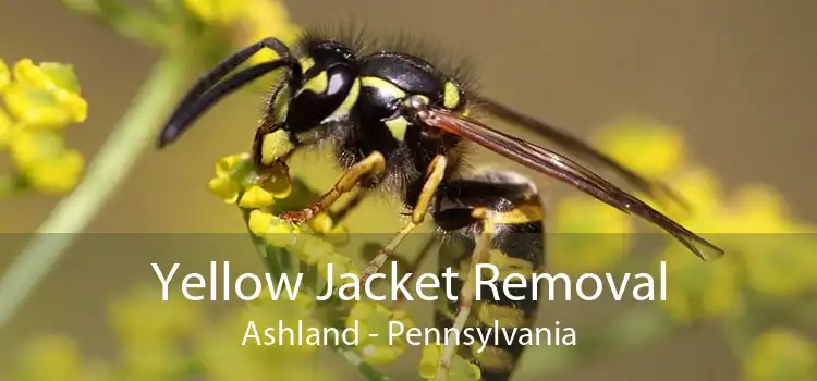Yellow Jacket Removal Ashland - Pennsylvania