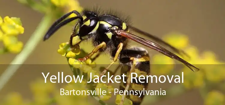 Yellow Jacket Removal Bartonsville - Pennsylvania