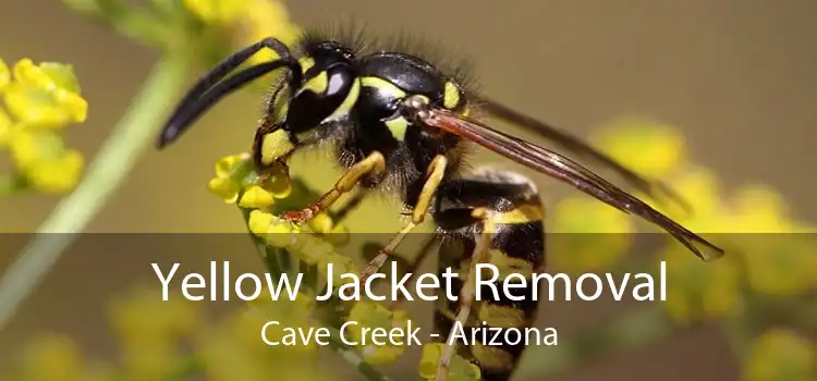 Yellow Jacket Removal Cave Creek - Arizona