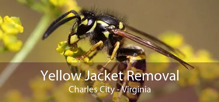 Yellow Jacket Removal Charles City - Virginia