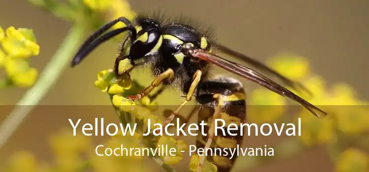 Yellow Jacket Removal Cochranville - Pennsylvania