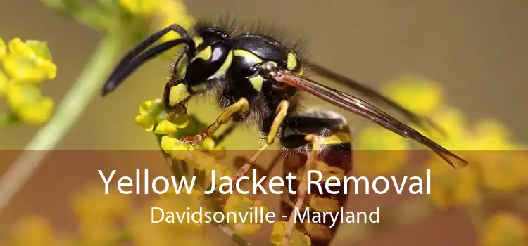 Yellow Jacket Removal Davidsonville - Maryland