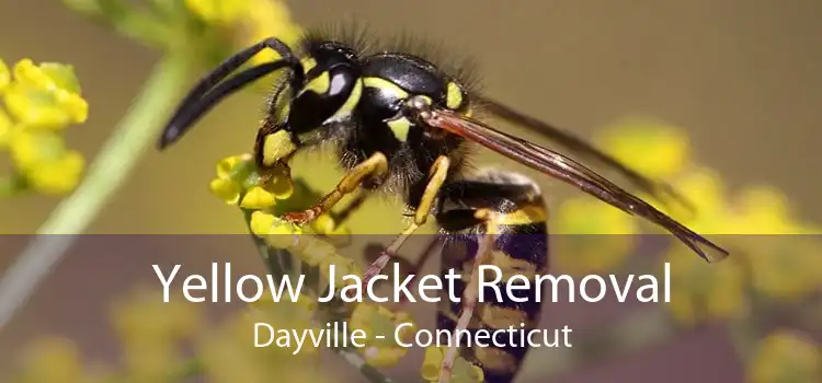 Yellow Jacket Removal Dayville - Connecticut