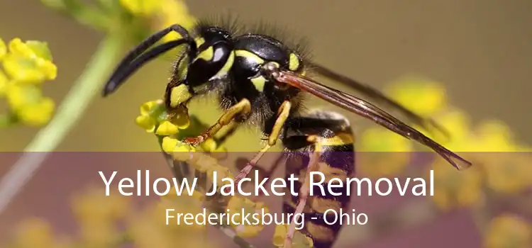 Yellow Jacket Removal Fredericksburg - Ohio