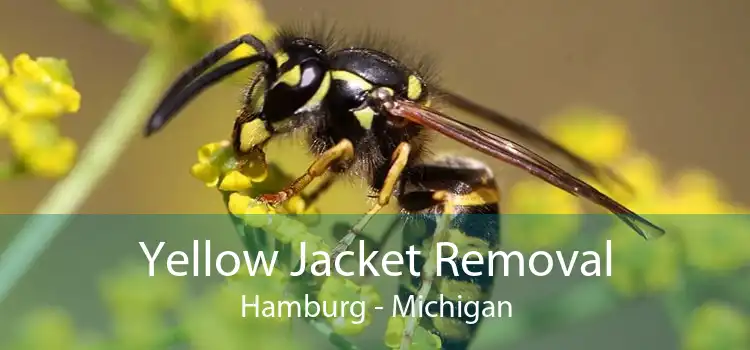 Yellow Jacket Removal Hamburg - Michigan